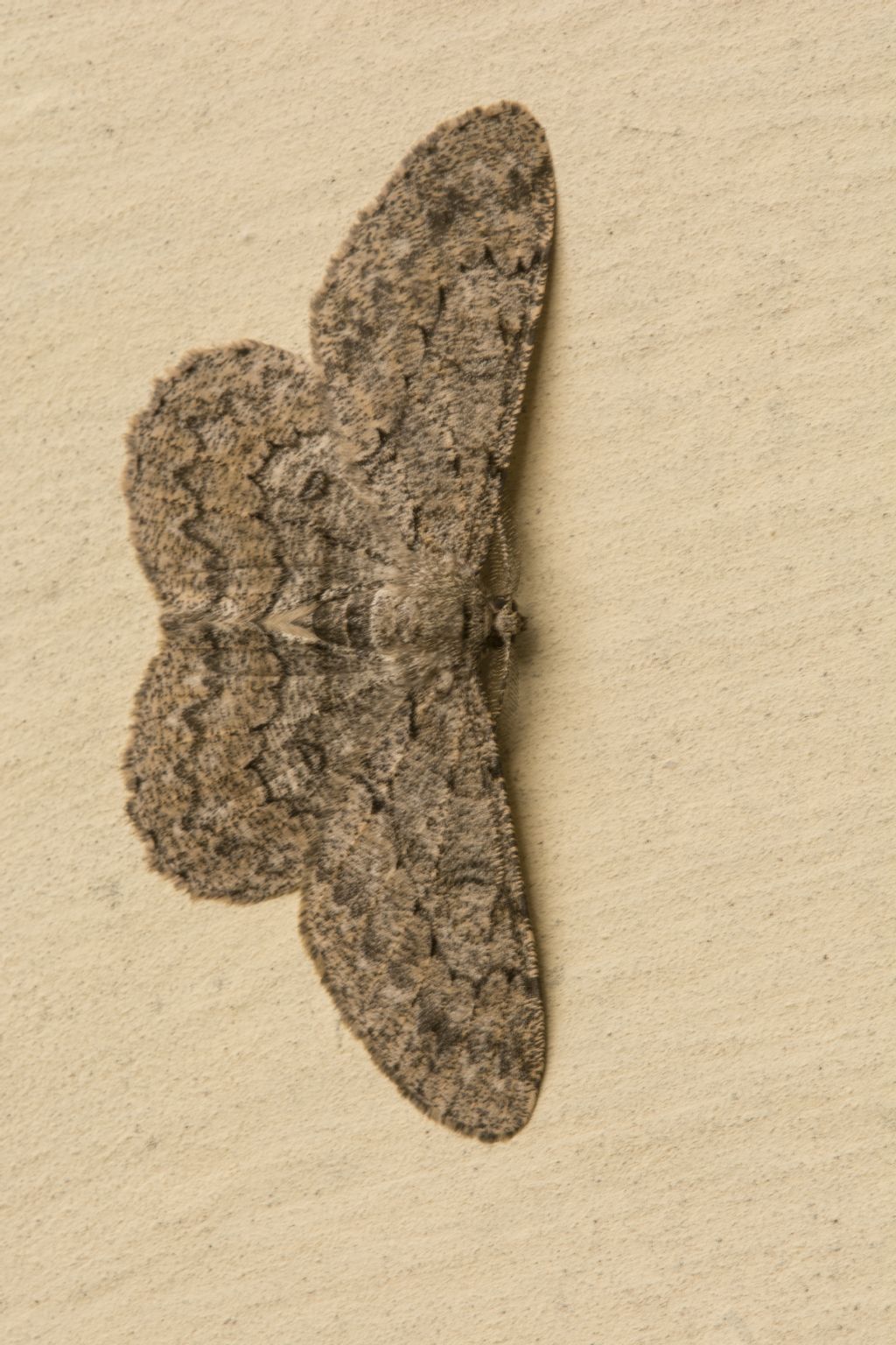 Geometridae - Hypomecis punctinalis? S